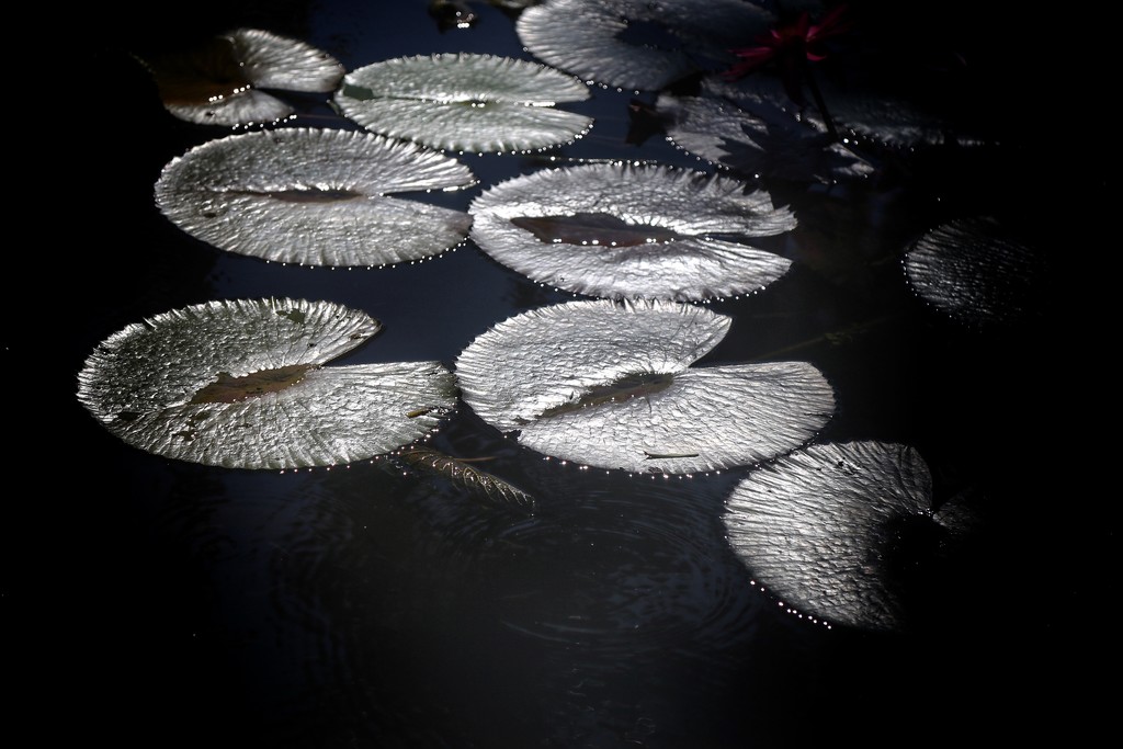 11-27……… lilies on the pond by joemuli