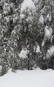 27th Nov 2018 - Tons Of Snow And A Bit Of Red
