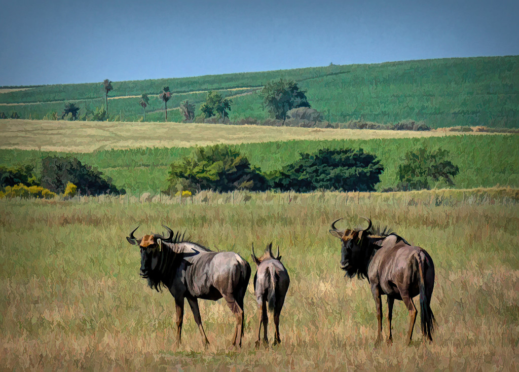 A young Gnu family by ludwigsdiana