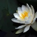 White water lily in the rain by maureenpp