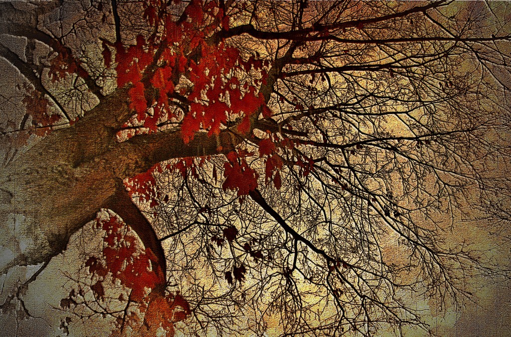 It’s Still Autumn by lynnz