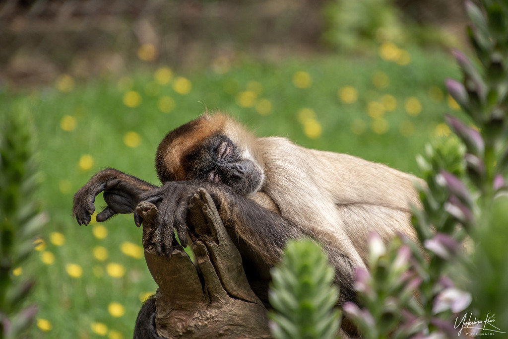 Relaxing in the Sun by yorkshirekiwi