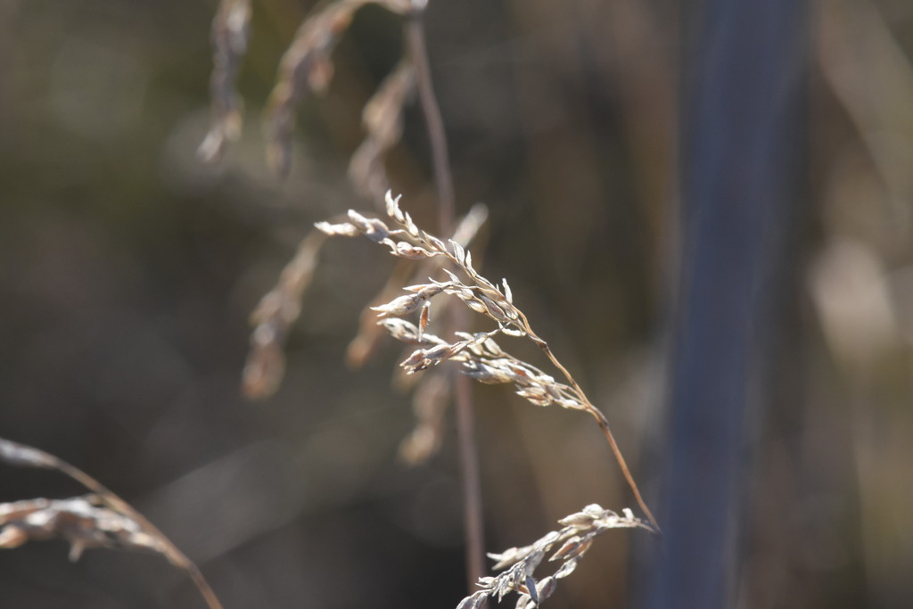November grass  by ninihi