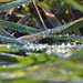 Frozen drops by fortong