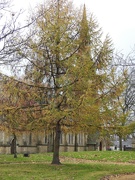 19th Nov 2018 - Tree by the Church  Failsworth
