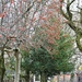 Winter Trees -  Failsworth by oldjosh