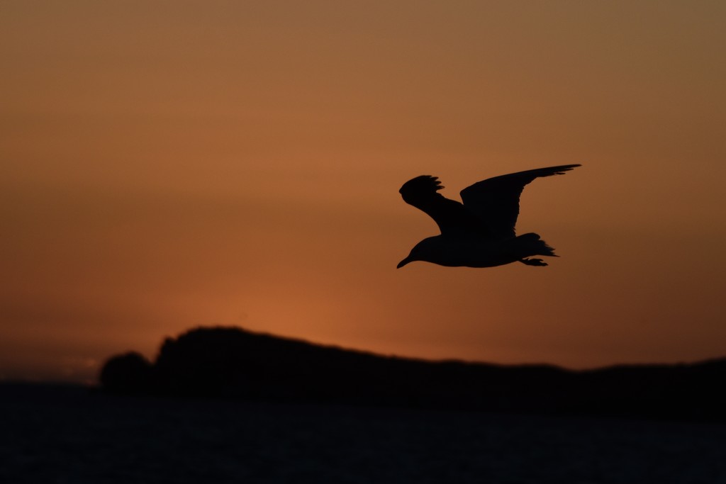 Flying Into The Sunset_DSC2304 by merrelyn