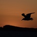 Flying Into The Sunset_DSC2304 by merrelyn