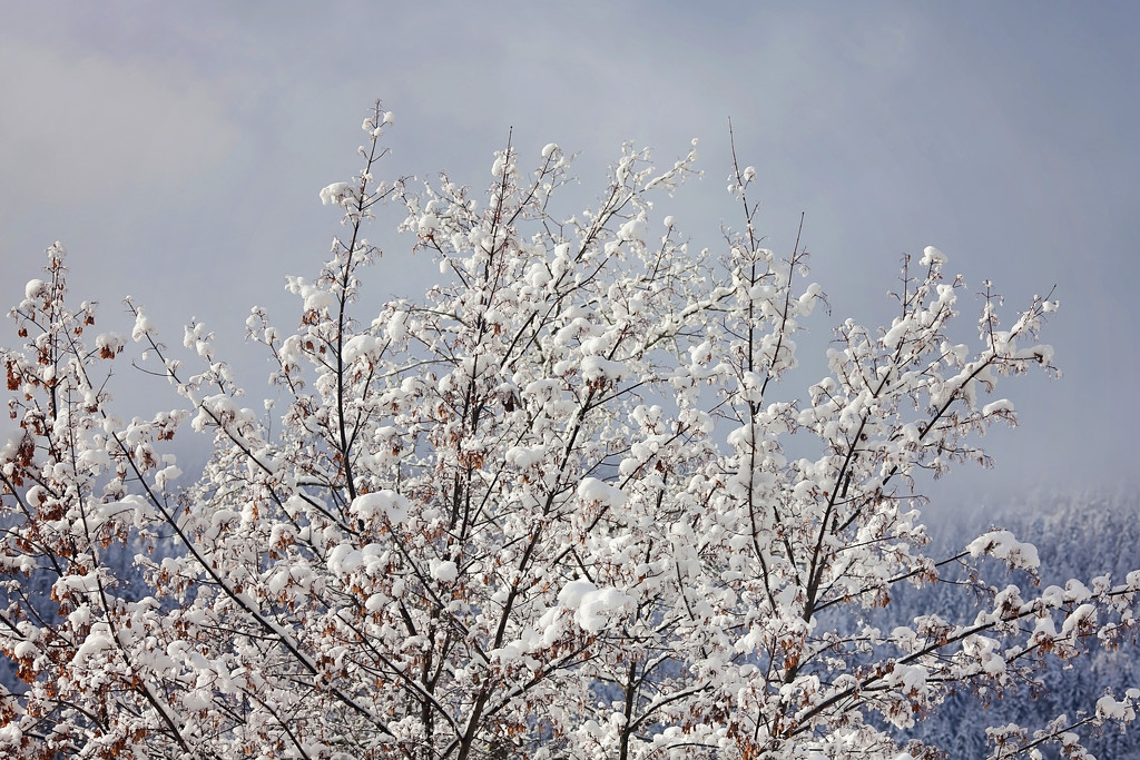 Snowy trees by kiwichick