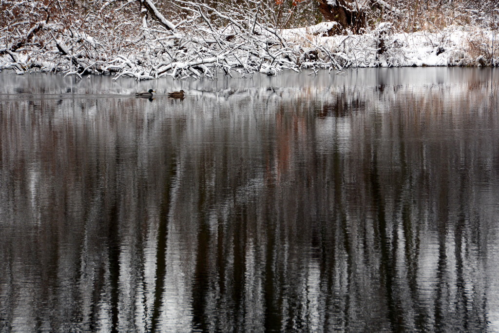 Snow, Ducks & Reflections by jayberg