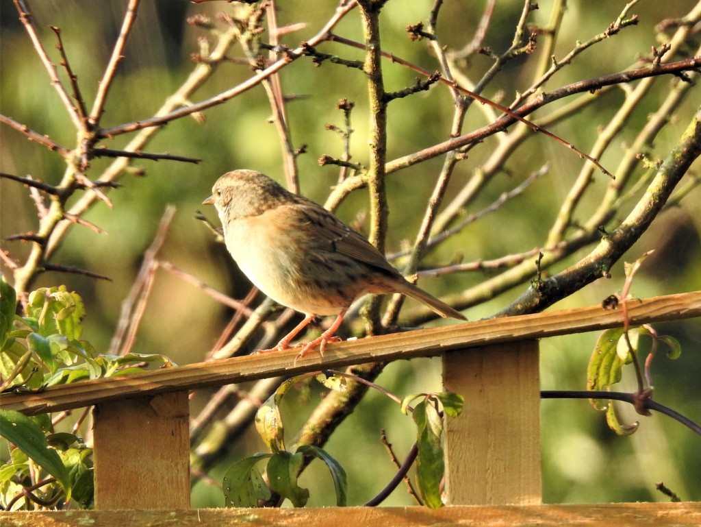  Dunnock on the Fence  by susiemc