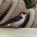 Greater Striped Swallow by salza