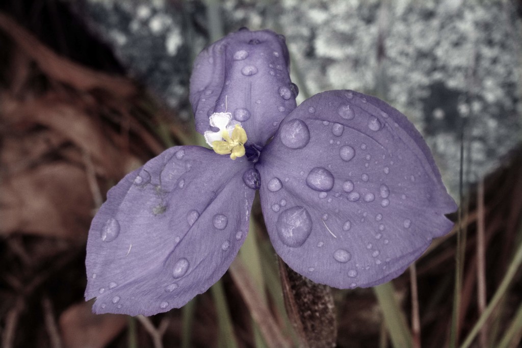 Purple Flag flower. by robz