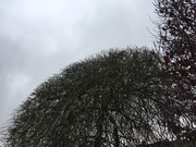 23rd Nov 2018 - Tree