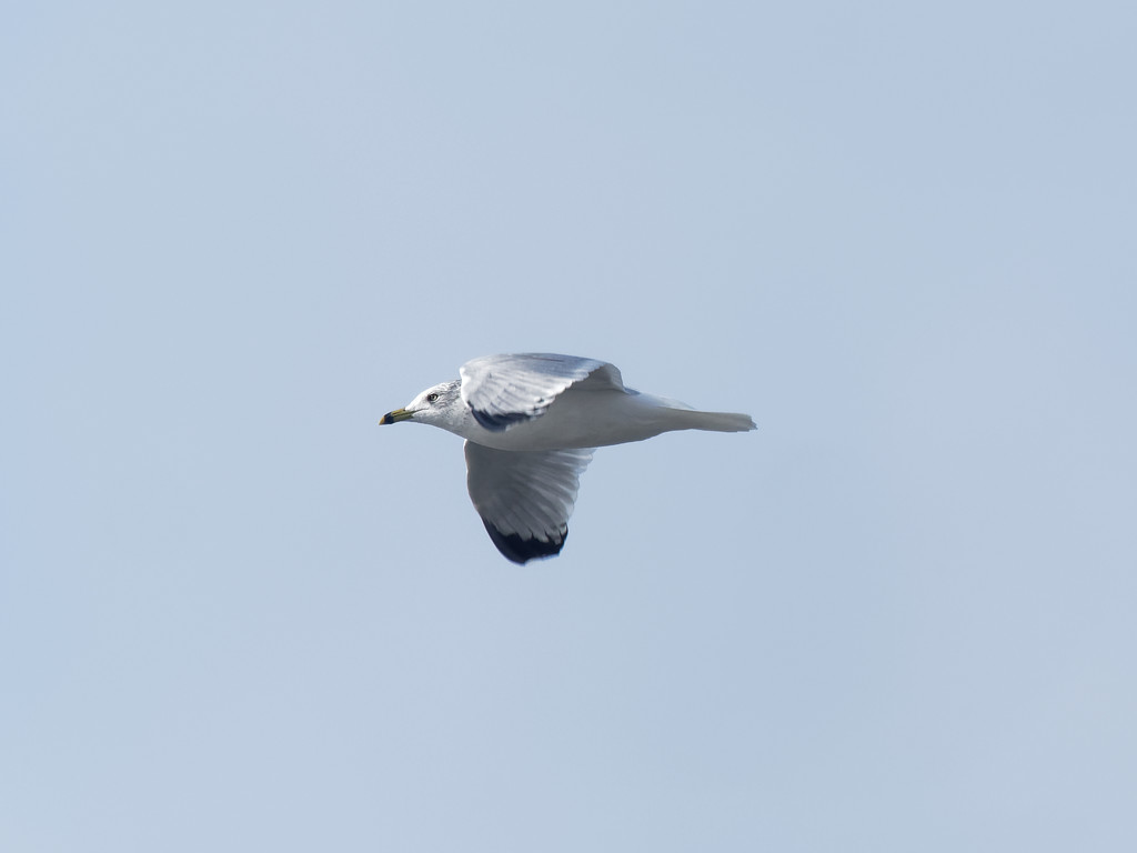 ring billed gull in flight by rminer
