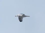 28th Nov 2018 - ring billed gull in flight