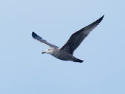 28th Nov 2018 - gull in flight