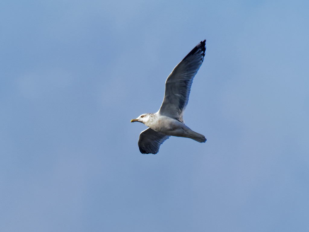 gull in flight  by rminer
