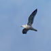 gull in flight  by rminer
