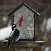 Downy Woodpecker  by radiogirl