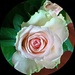 a rose for Tina by gijsje
