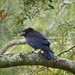  Juvenile Torresian Crow by judithdeacon