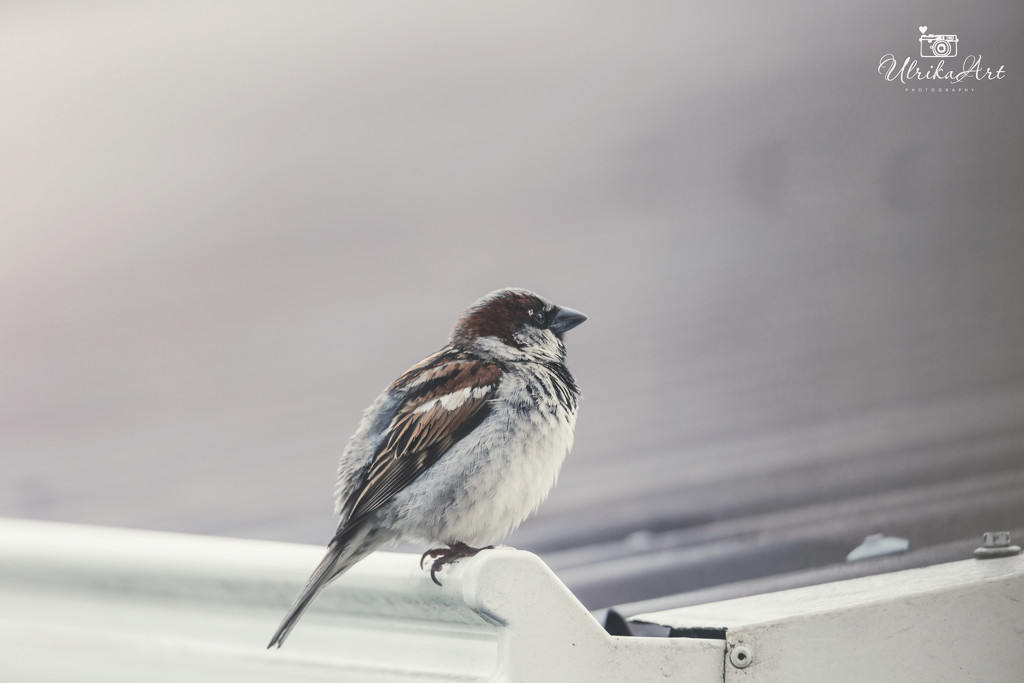 sparrow by ulla