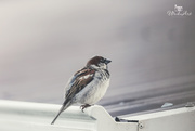 29th Nov 2018 - sparrow