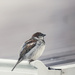 sparrow by ulla