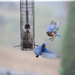 Feisty Bluebirds by jnorthington