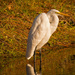 The Egret Waiting for Something to Swim By! by rickster549