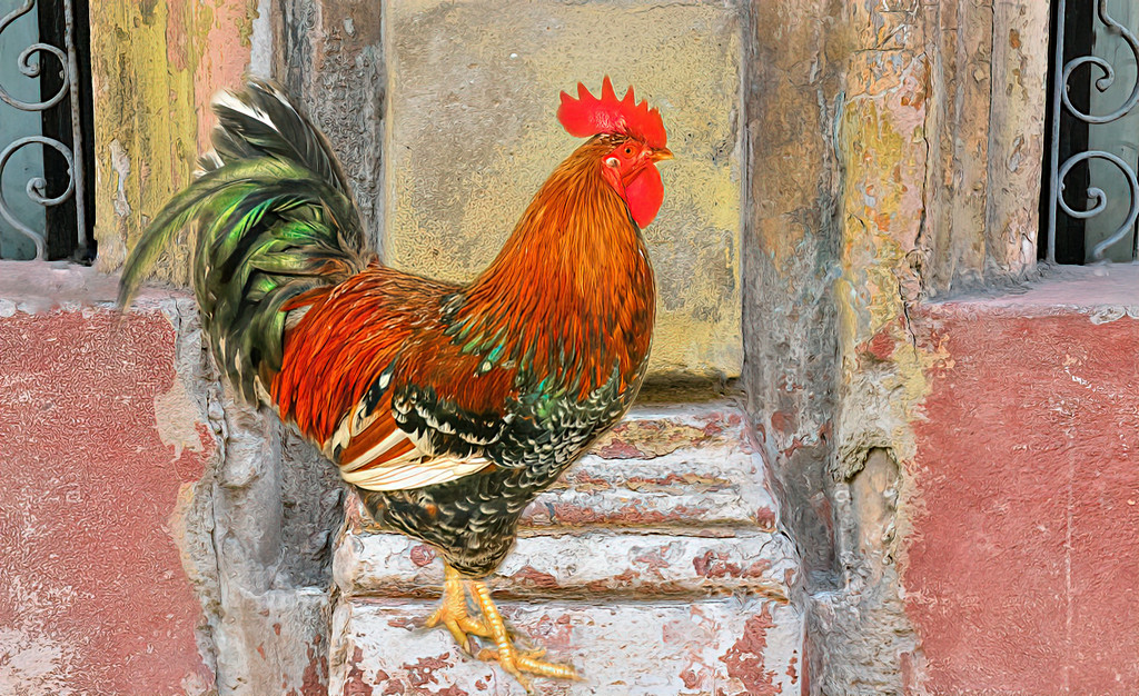 Rooster in Cuba by ludwigsdiana