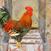 Rooster in Cuba by ludwigsdiana