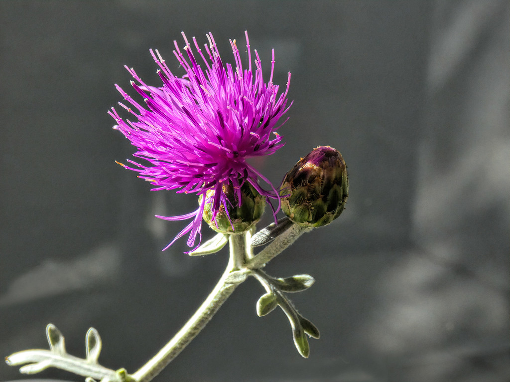  Spotted knapweed,  by ludwigsdiana