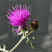  Spotted knapweed,  by ludwigsdiana