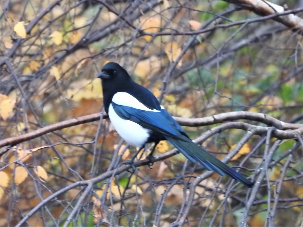 Magpie by oldjosh