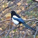Magpie by oldjosh