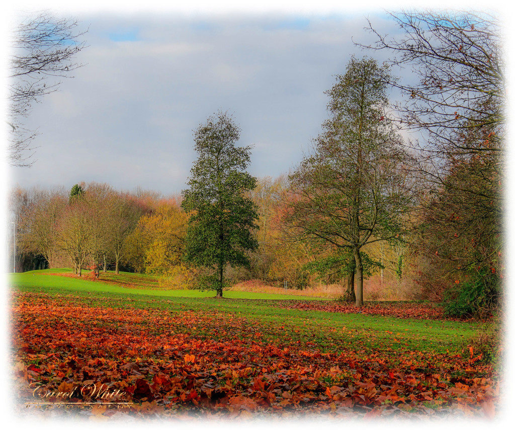 Late Autumn In The Park by carolmw