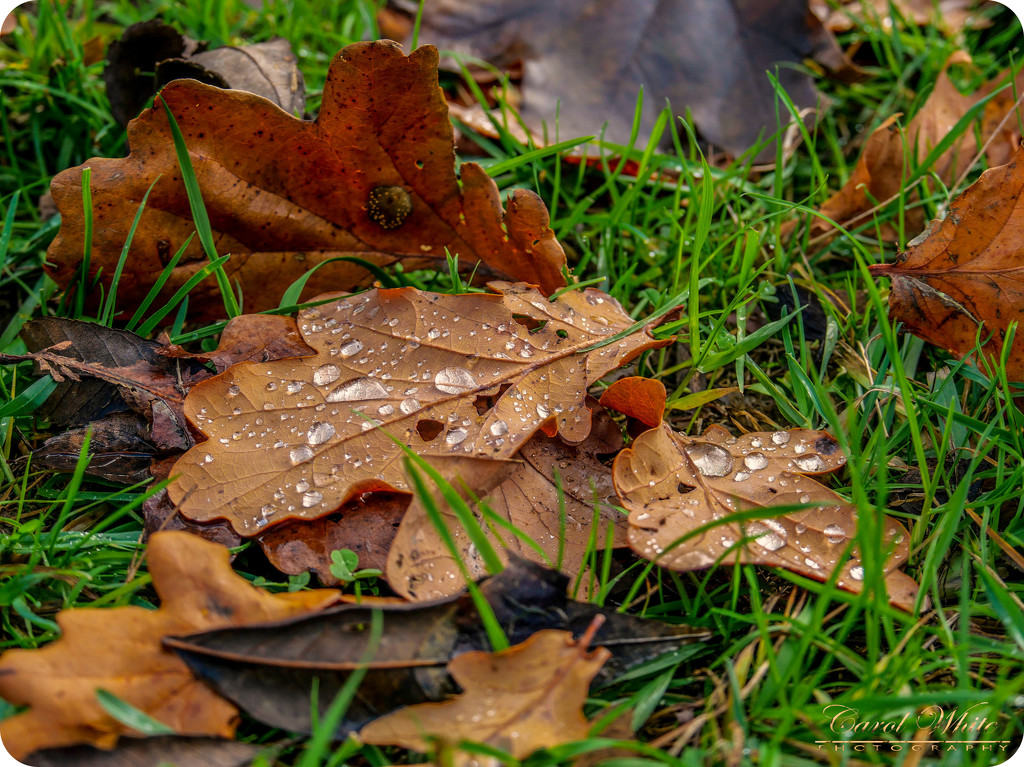 Autumn Leaves And Raindrops by carolmw