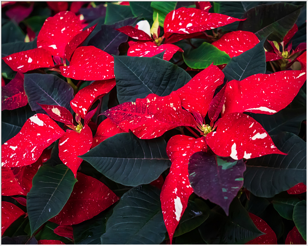 poinsettia by jernst1779