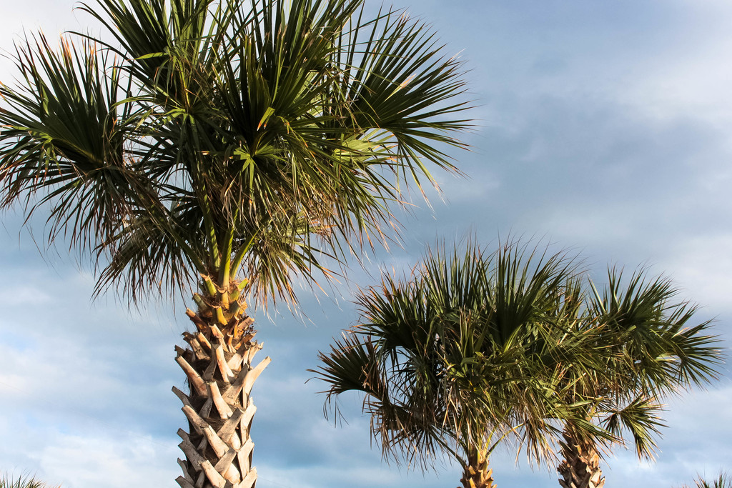 Beautiful palm trees in Florida by mittens