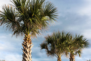 29th Nov 2018 - Beautiful palm trees in Florida