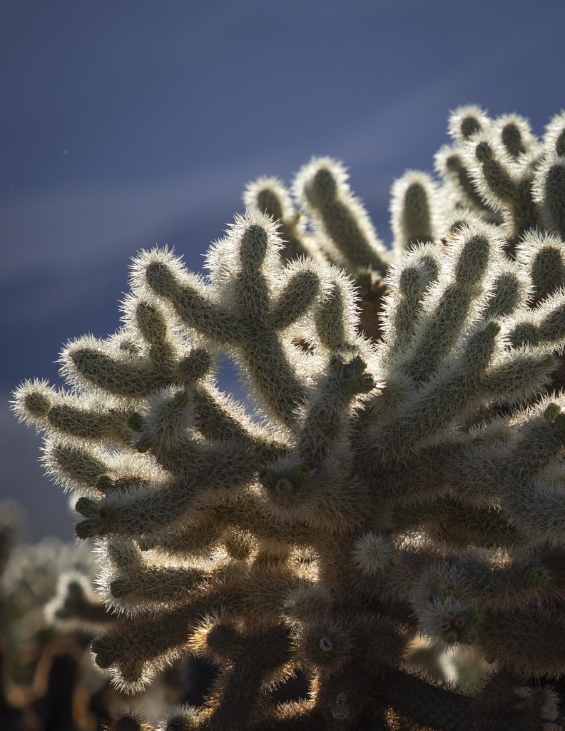 Cholla Cactus Closeup by jyokota