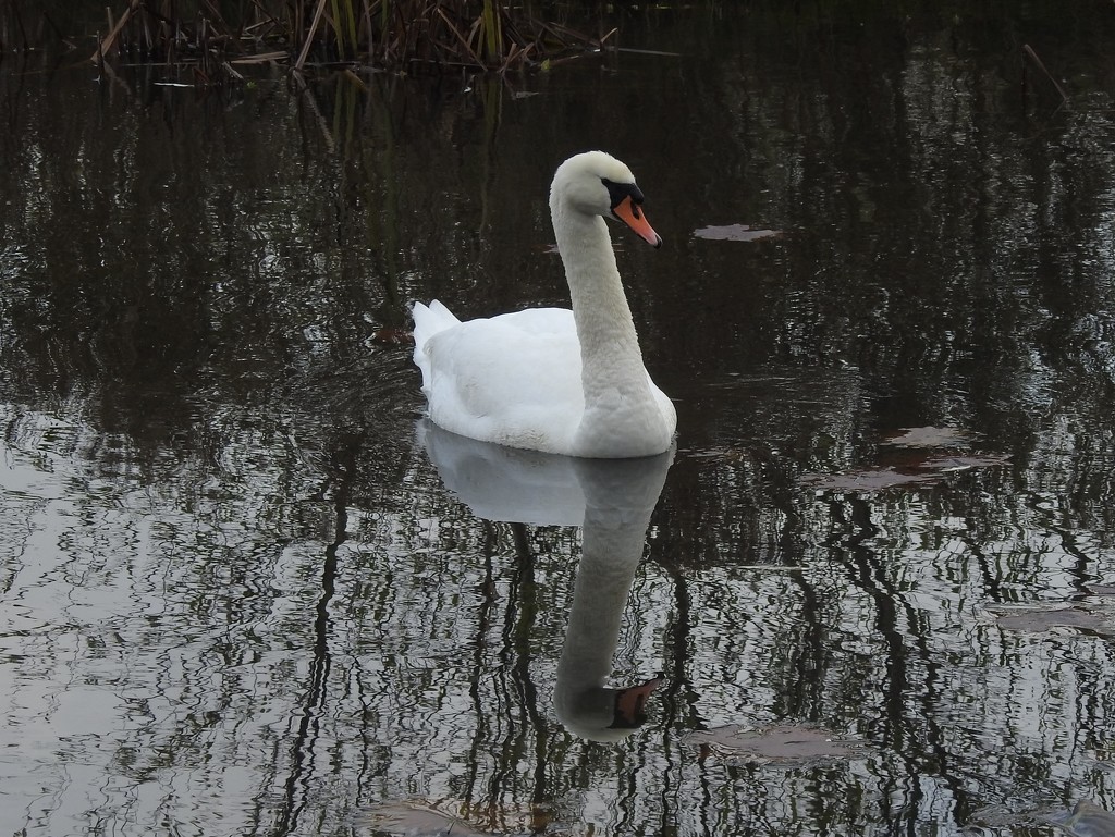 Iremongers Pond Swan by oldjosh