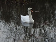24th Nov 2018 - Iremongers Pond Swan