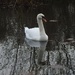 Iremongers Pond Swan by oldjosh