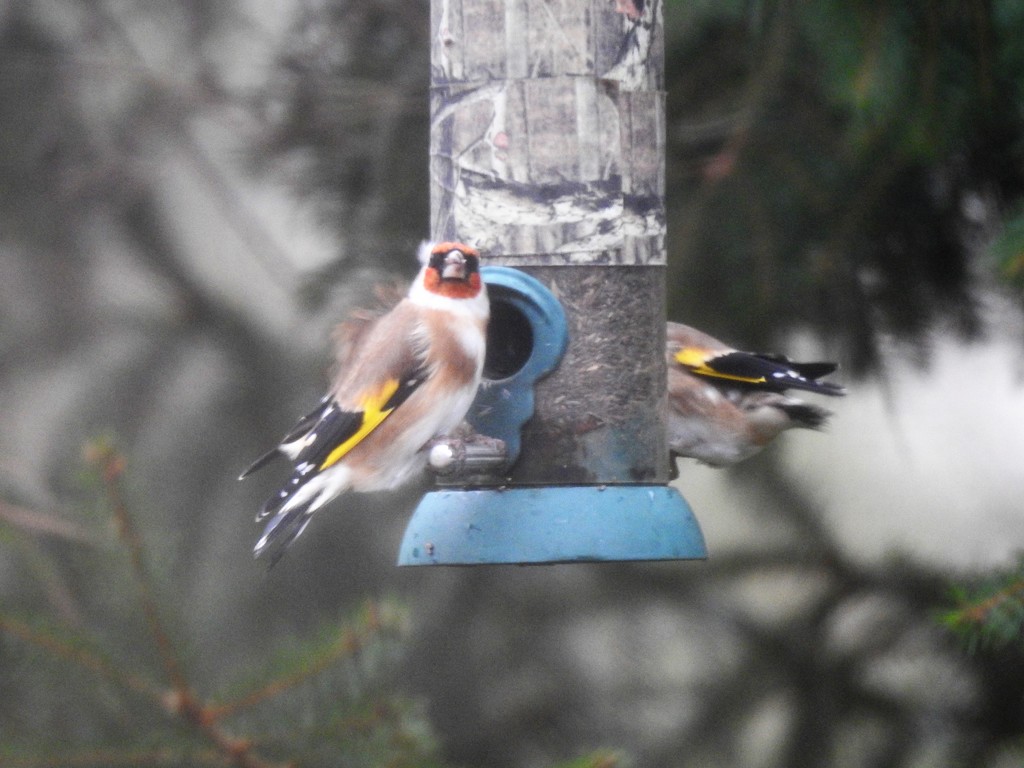 Goldfinches Braving the Storm  by susiemc
