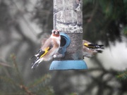 29th Nov 2018 -  Goldfinches Braving the Storm 