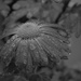 Chrysanthemum ..bw.... by ziggy77
