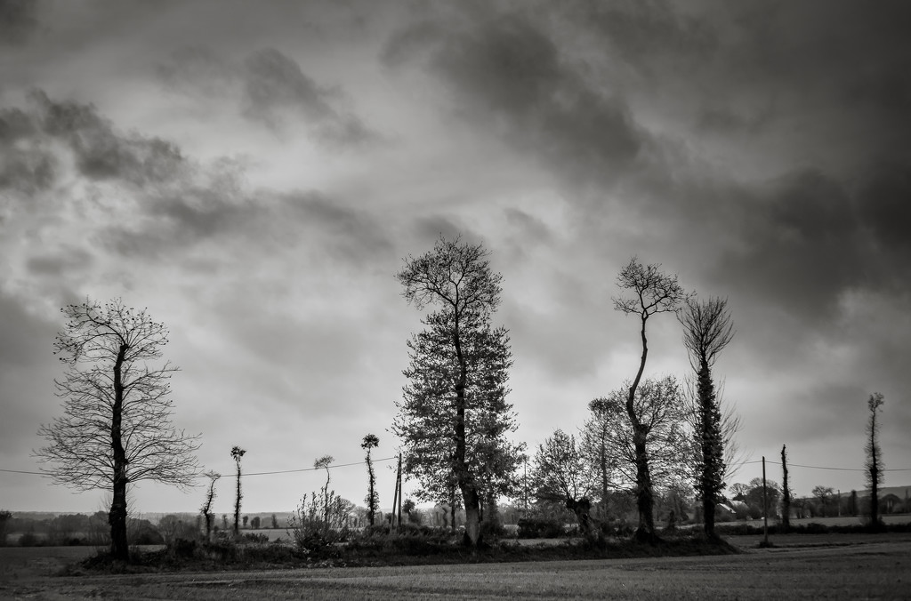 Paimpont 2018: Day 249 - Trees and Telephone Poles by vignouse